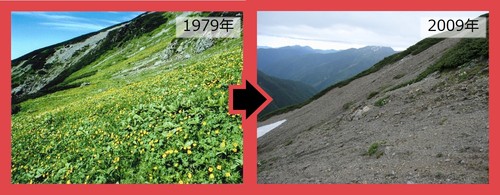 塩見岳東側斜面の植生の変化（1979年から2009年）