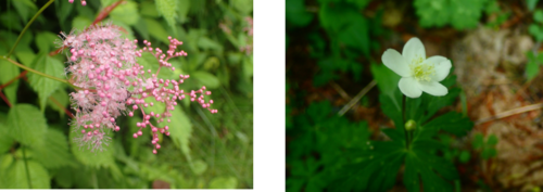 左：ピンク色のシモツケソウ　右：樹林の下に群落を作るニリンソウ