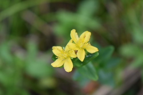 ハチジョウオトギリの黄色い花
