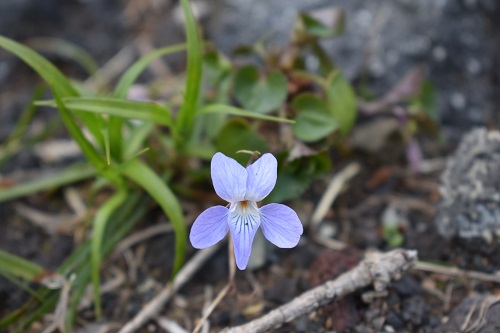 シチトウスミレの花。花弁は薄い青紫色。