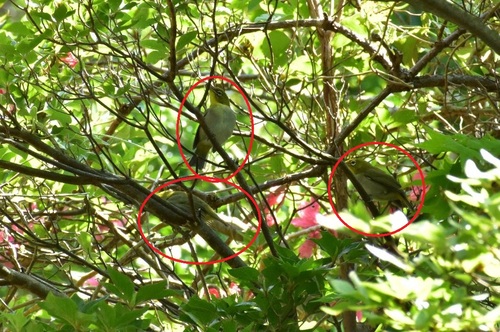 新緑の茂みの中には、３羽のシチトウメジロが隠れていました。