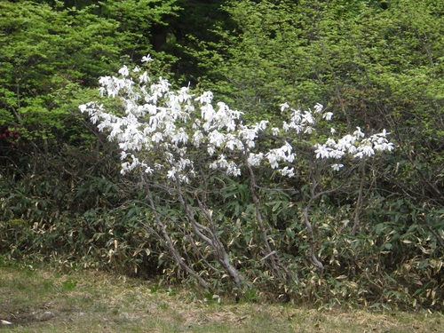 チリ紙が咲いているようなタムシバの木
