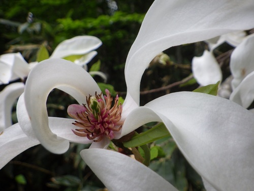 迫力のあるタムシバの花
