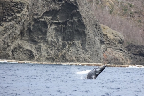 ブリーチングしているザトウクジラの写真