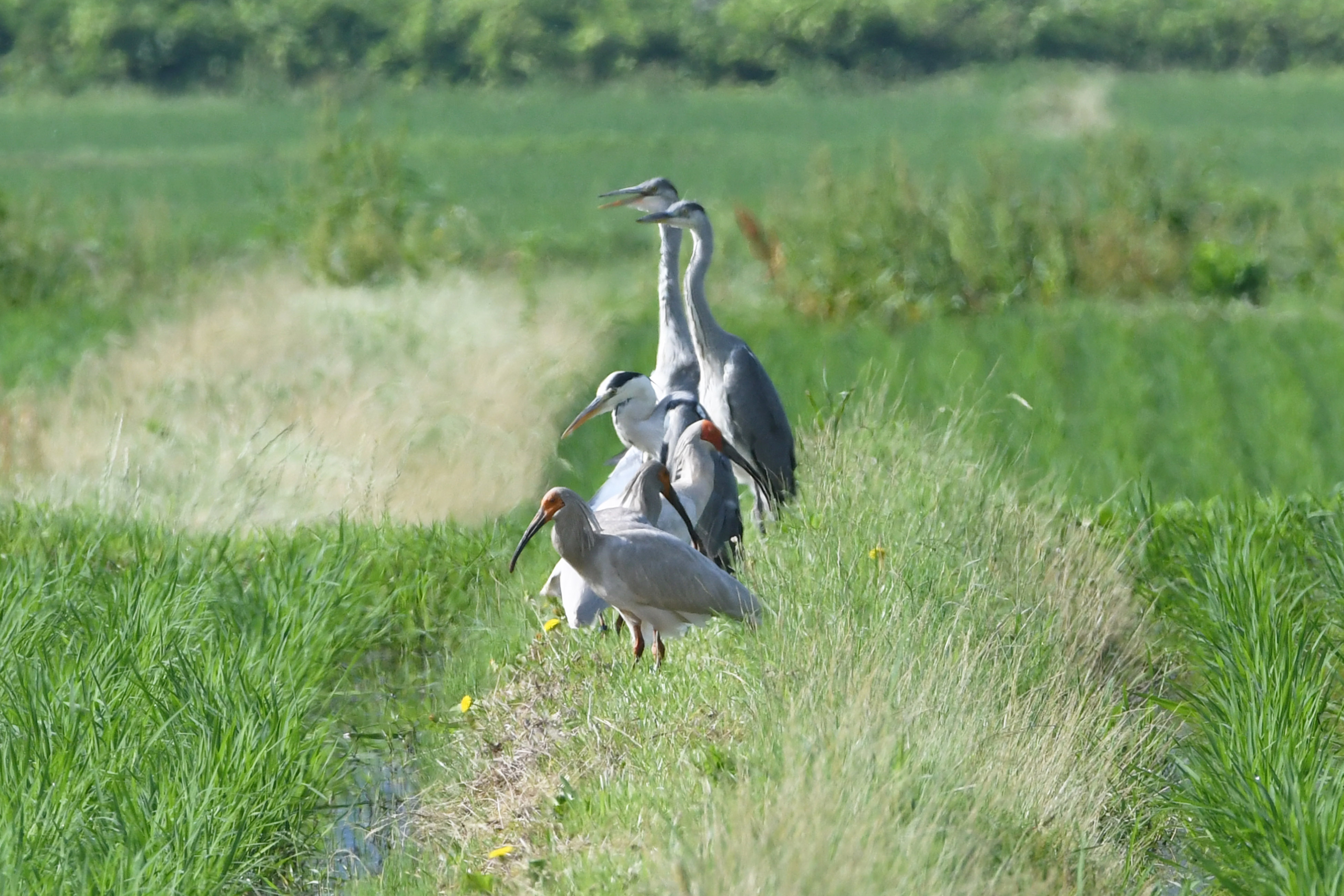 デカいカラス　告白の瞬間　ドキドキ　写真 トキと一緒にいる生き物 | 関東地方環境事務所 | 環境省