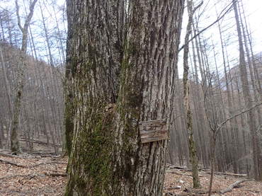 木々の名前が記載されている標識