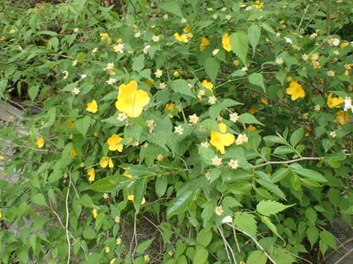 黄色い花をつけるヤマブキ