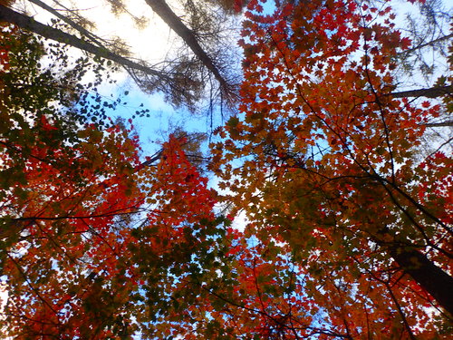 下から紅葉した木々を見る