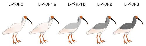 【トキの着色段階イメージ】