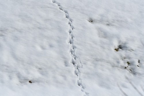 【雪原に残されたトキの足跡】