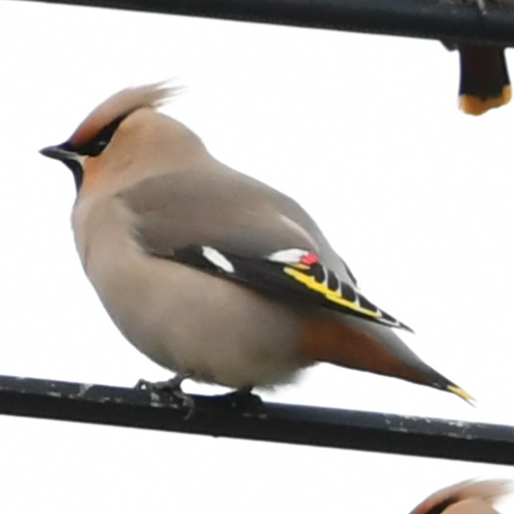 お洒落な鳥は電線に | 関東地方環境事務所 | 環境省