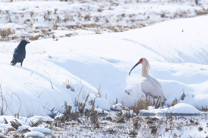 トキと一緒にいる生き物 | 関東地方環境事務所 | 環境省