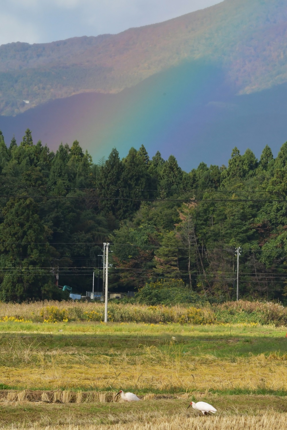 虹をバックに刈田で採餌するトキの写真