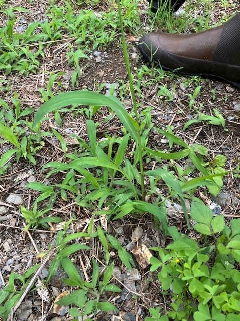 強い根っこを持て！