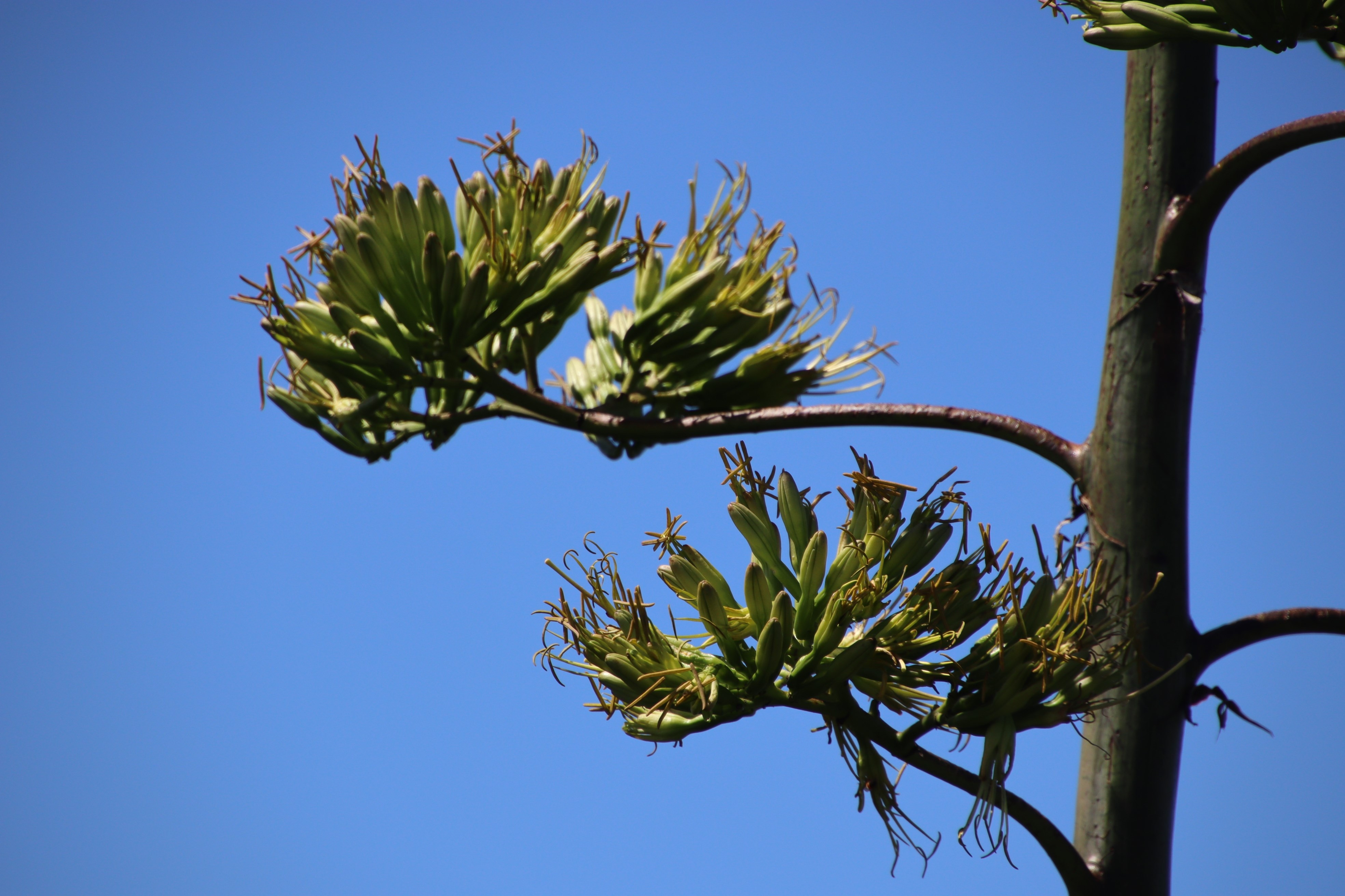 アオノリュウゼツランの花