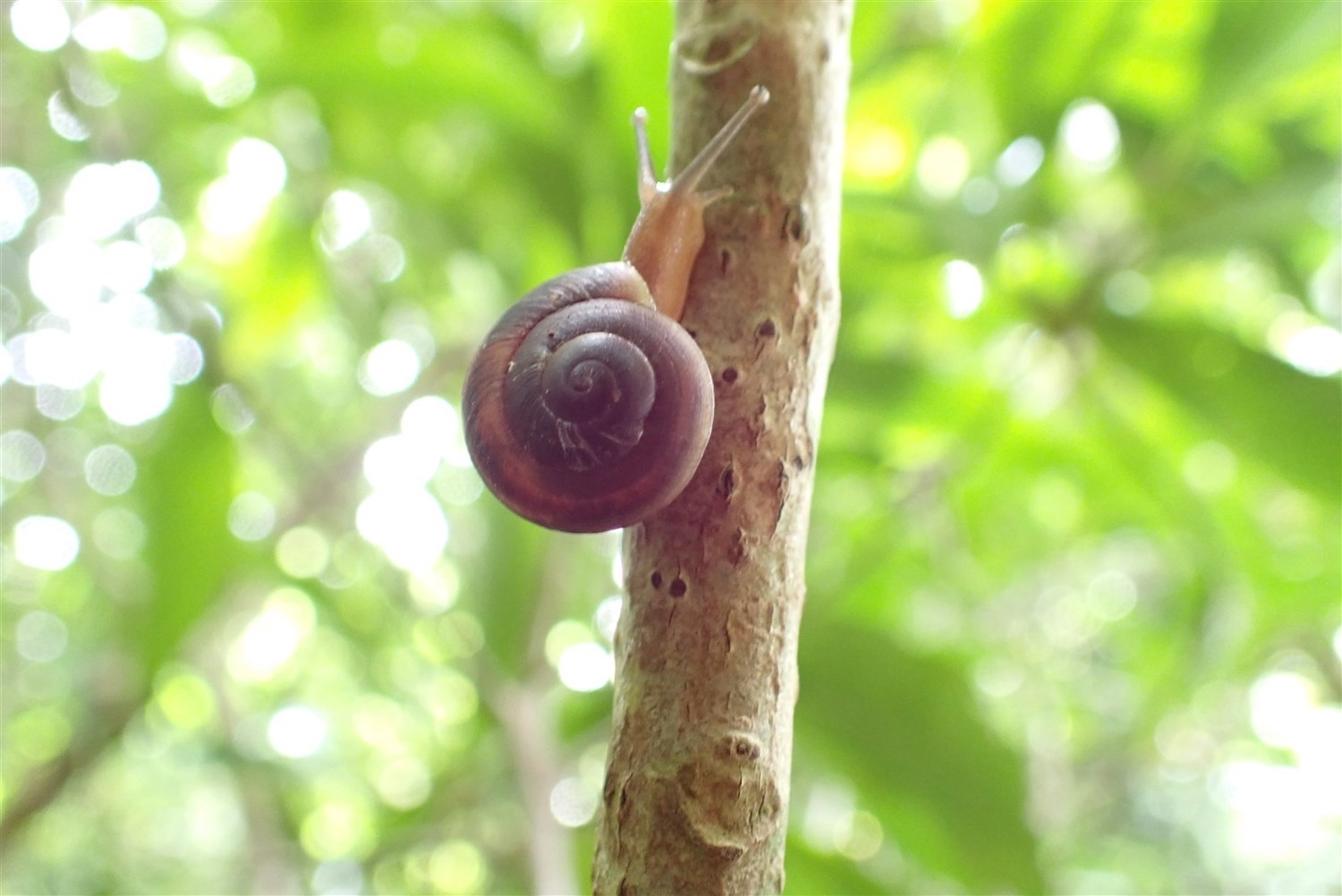 木の枝を登るオトメカタマイマイ