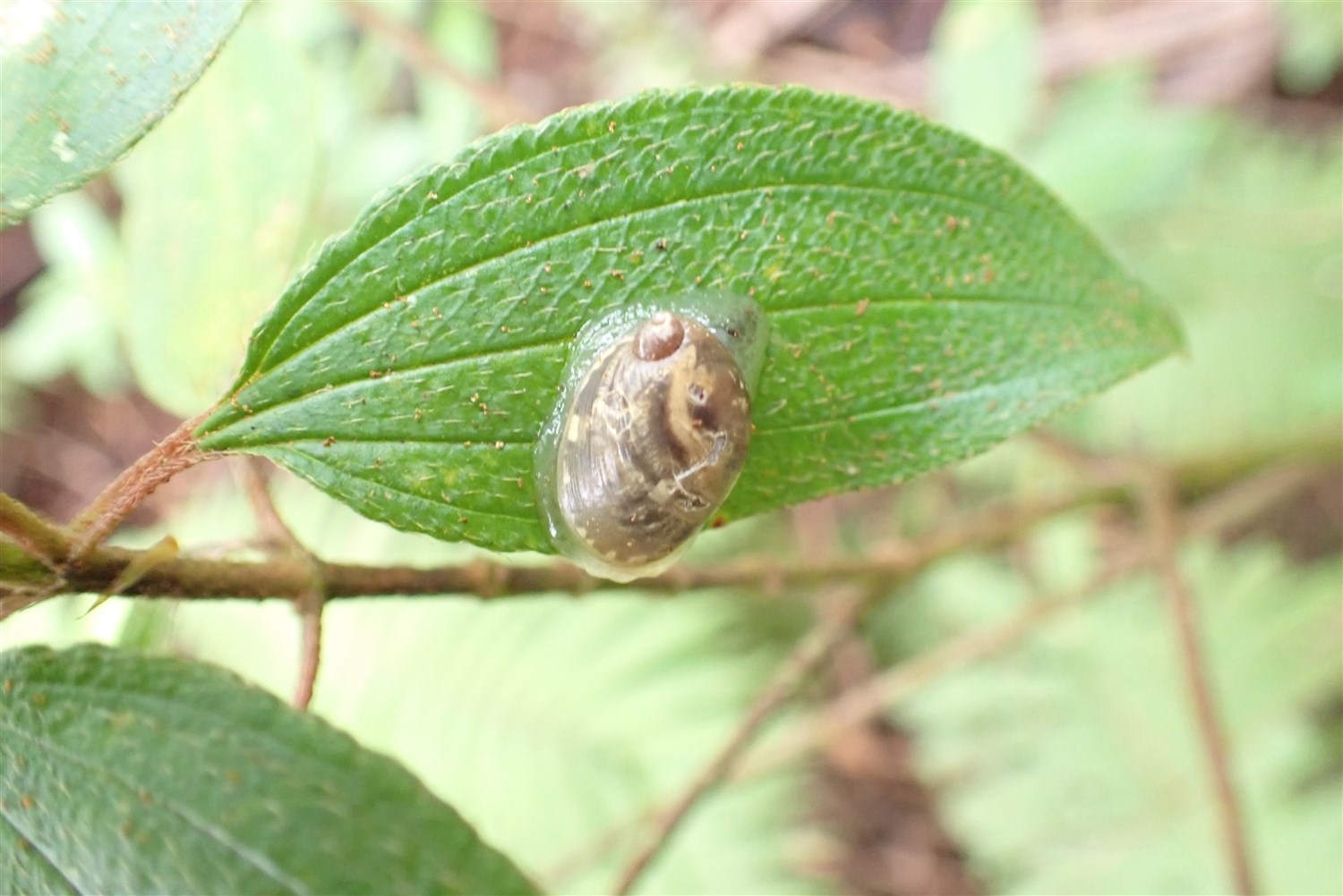 ハハジマノボタンの葉に付くテンスジオカモノアラガイ
