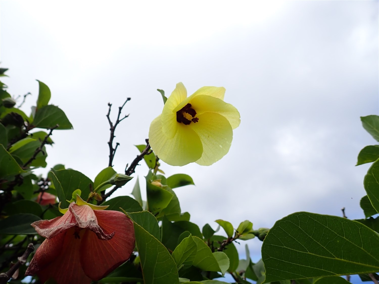 テリハハマボウの黄色い花と赤い花が１つずつ