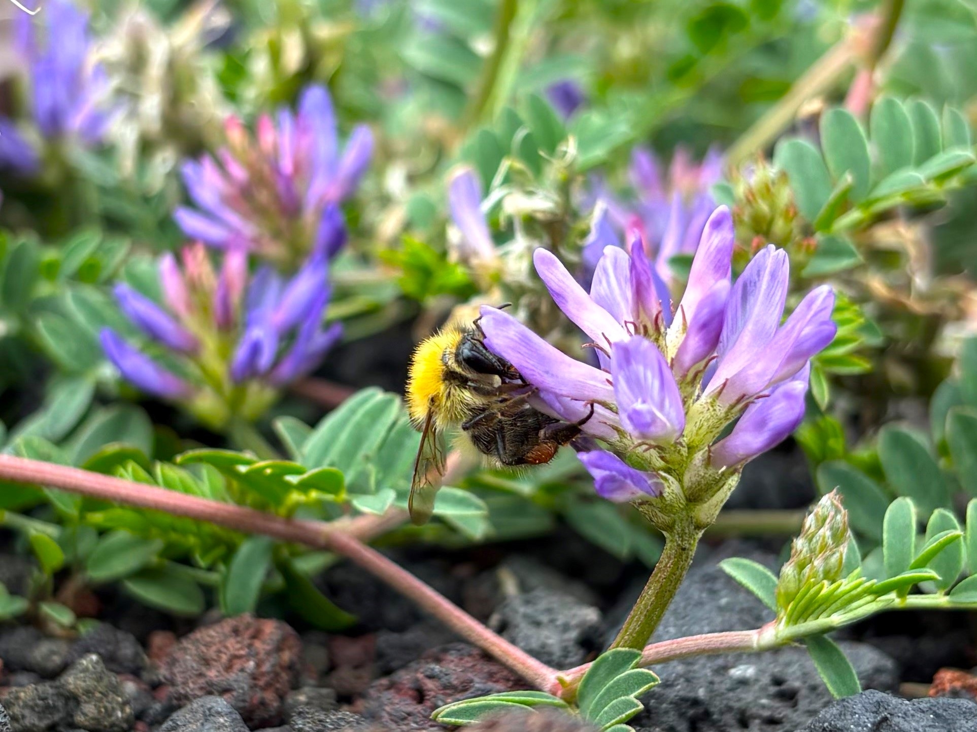 ムラサキモメンヅル　