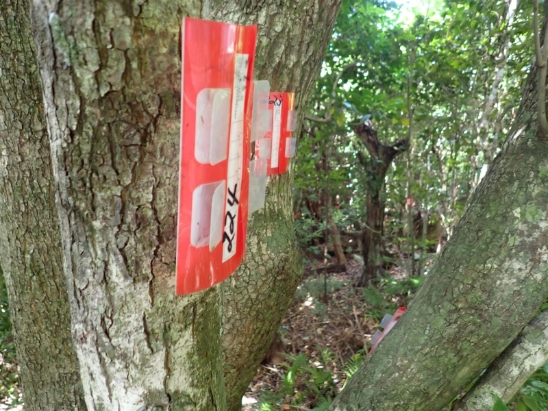 まっすぐ伸びた木の幹に、赤色のプラスチック製のグリーンアノール用のトラップが仕掛けられている。奥の景色にも同様に2個ある。