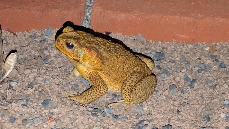 レンガの前、砂利の上にオオヒキガエル