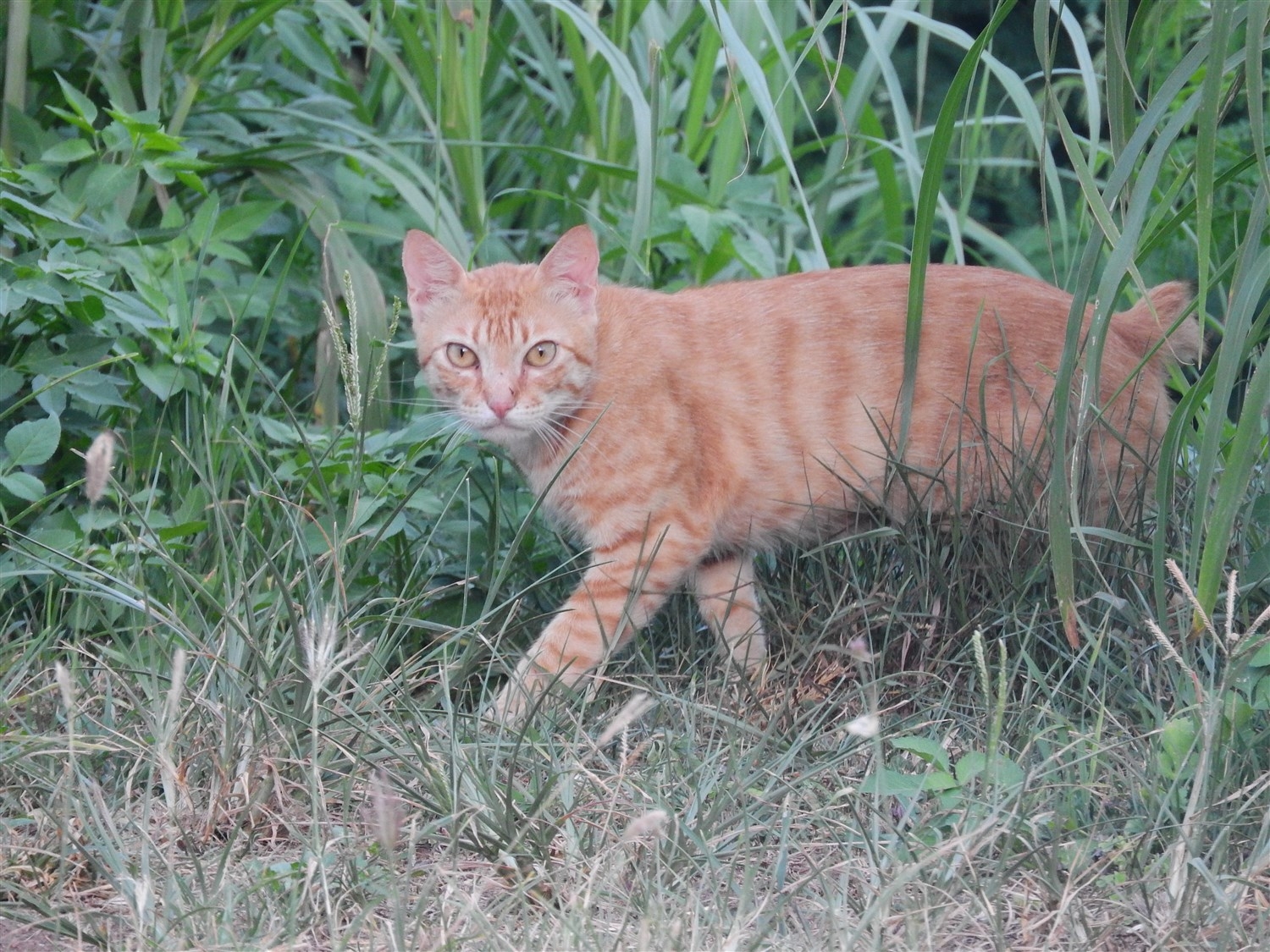 草むらに隠れかけているチャトラのノネコ。