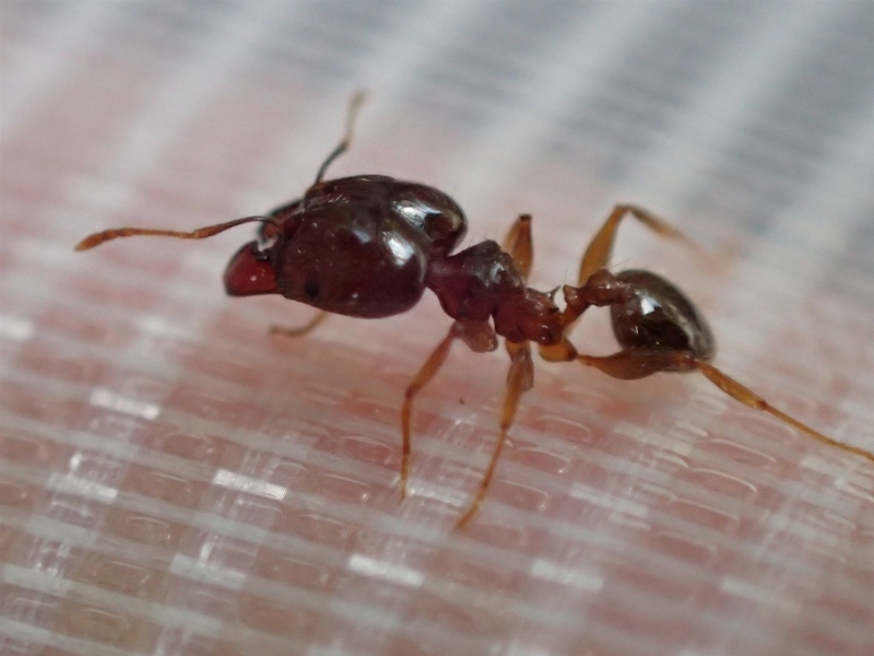 プラスチック製の繊維のようなものの上を歩くツヤオオズアリ