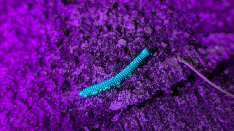 全身が青緑色に光る外来ヤスデ