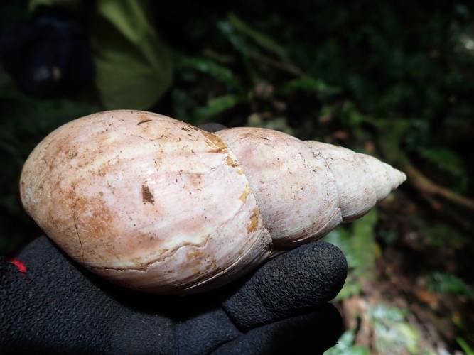 ゴム手袋を着けて持ち上げた、白化しつつあるアフリカマイマイの殻
