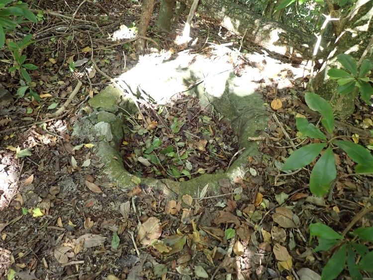 森の中にある石製の幅1m、深さ30cmほどの浅いくぼみ。