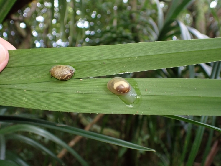 細長い2枚の葉にそれぞれ1匹ずつ着いた、オガサワラオカモノアラガイとテンスジオカモノアラガイ