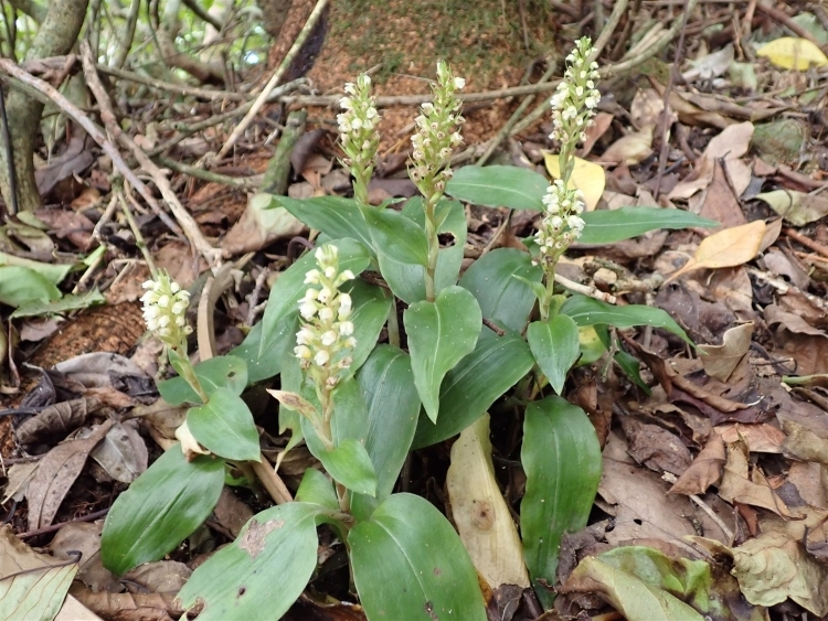 群生した6本のムニンシュスラン
