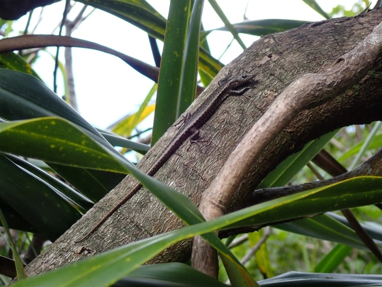 木の枝の上に留まるオガサワラトカゲ