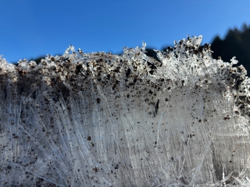 ▲少し踏んで横から見るとぎっしり詰まっています。エノキみたい！ あなたは何に見えますか？　