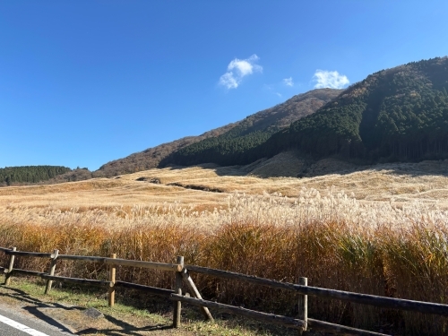 箱根のすすき草原 　