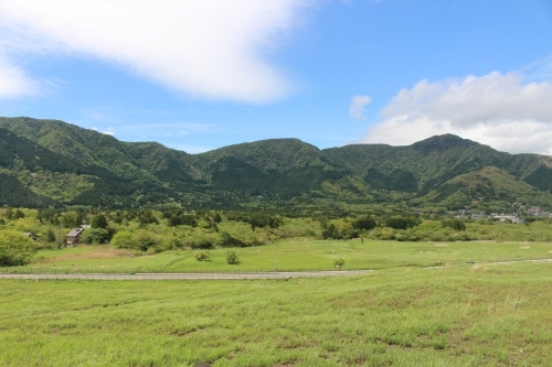 新緑のすすき草原　