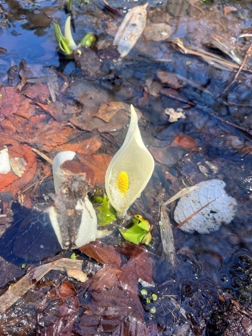 花の写真　