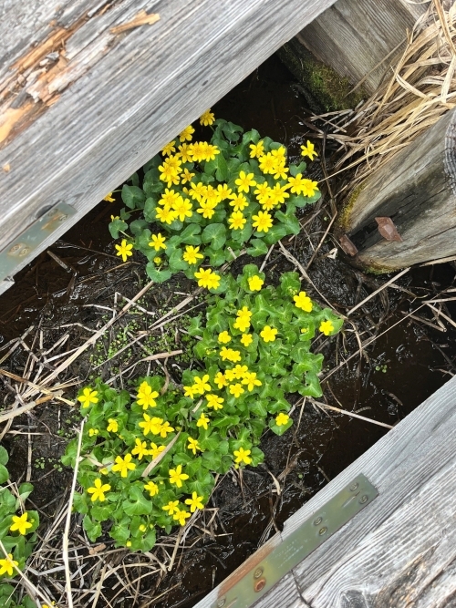 花の写真　