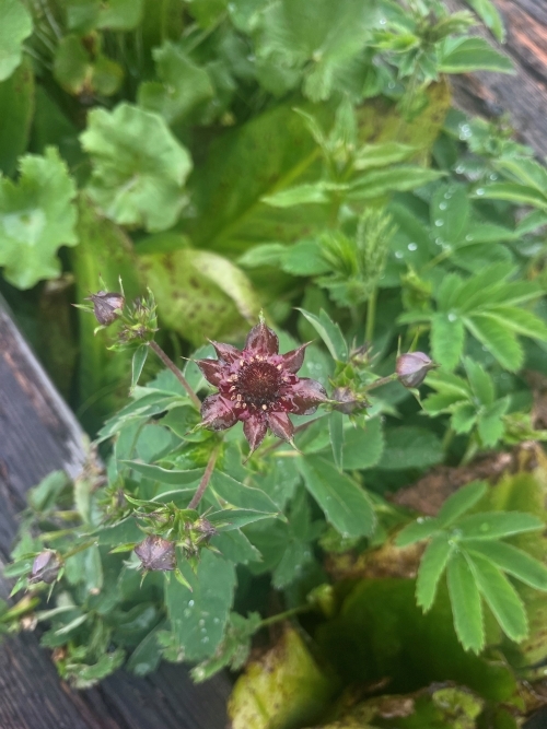 花の写真　