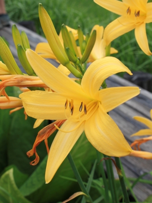 花の写真　