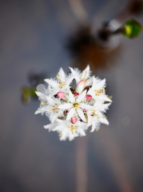 花の写真　