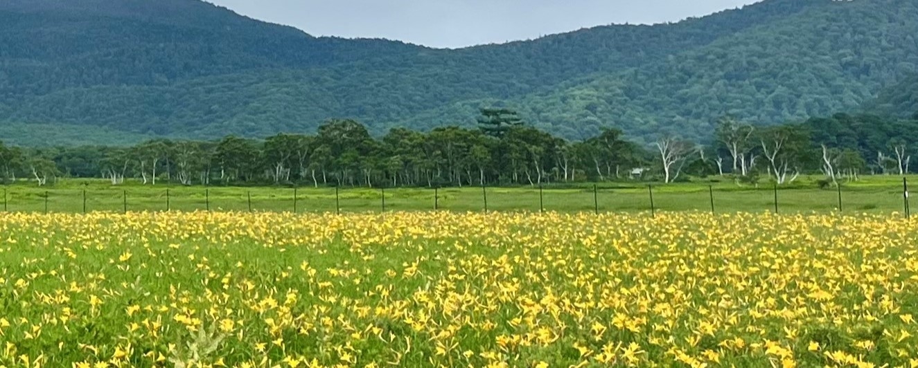 花の写真　