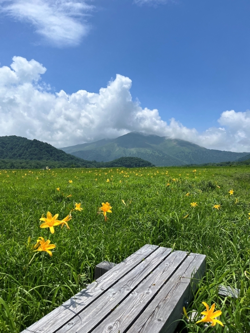 花の写真　