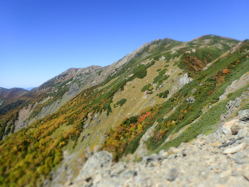 千枚岳直下から見る荒川岳斜面の紅葉