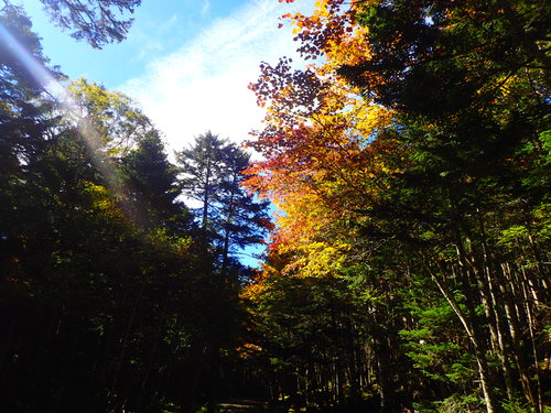 木々が紅葉・黄葉している北沢峠