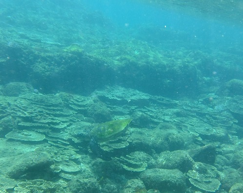 テーブルサンゴの広がる底土海水浴場で海藻を食べるウミガメ