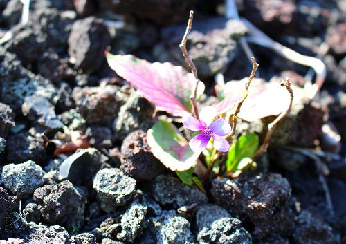 火山荒原に咲くシチトウスミレ