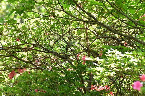新緑の茂みを写した写真の中には、何羽のシチトウメジロが写っているでしょうか？