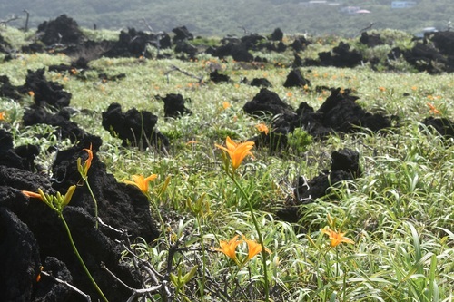 溶岩流を覆う植生とハマカンゾウ