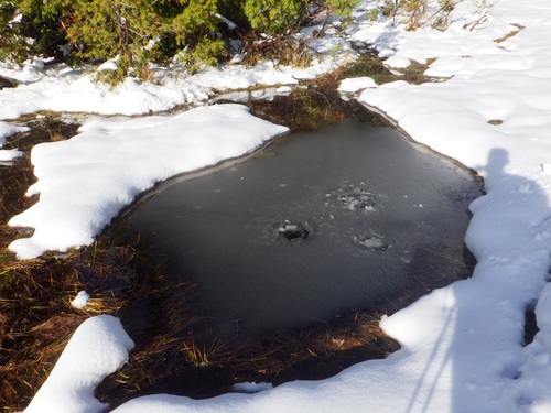 細かな氷片に覆われた小さな池塘